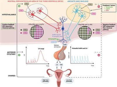 Kisspeptin-neuron control of LH pulsatility and ovulation